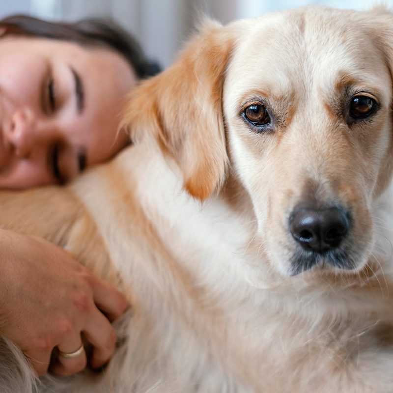 Canigest Combi, sistema digestivo sano para mascotas
